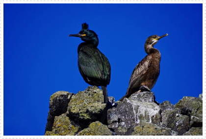 European Shags (North American Cormorant)
